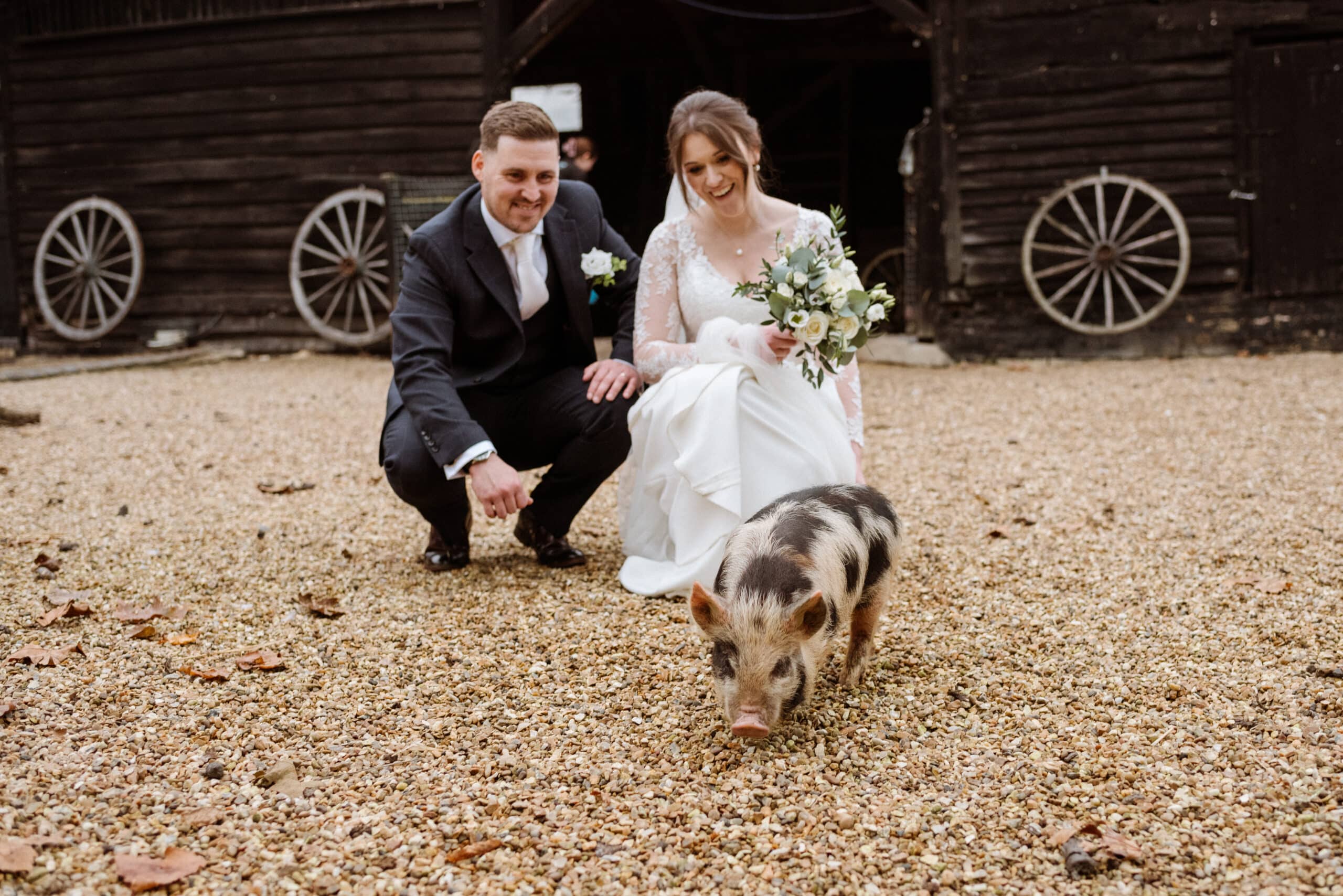 Bride and Groom having fun piggy pics with the pigs in the Farmyard at barn wedding venue in Hertfordshire