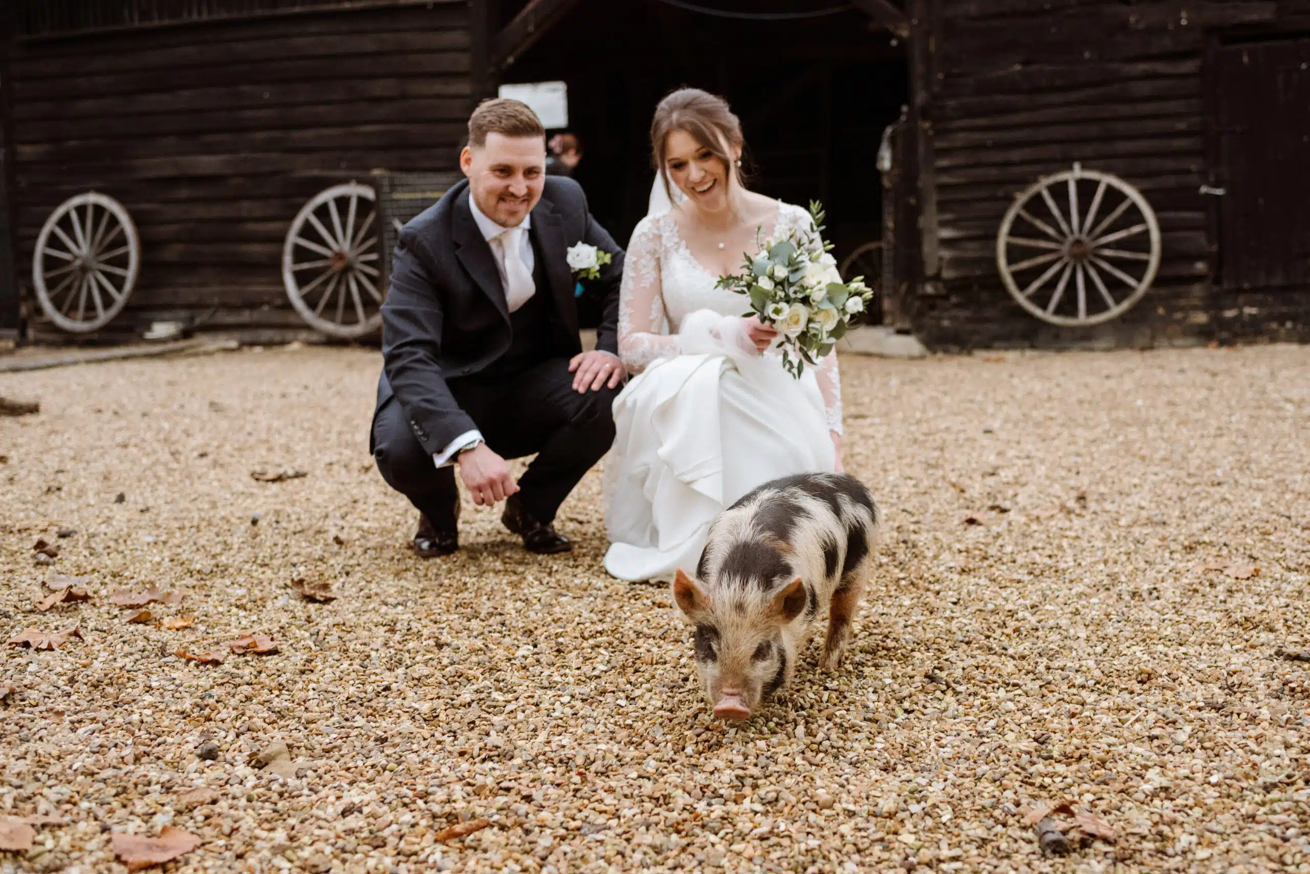 Bride and Groom having fun piggy pics with the pigs in the Farmyard at barn wedding venue in Hertfordshire