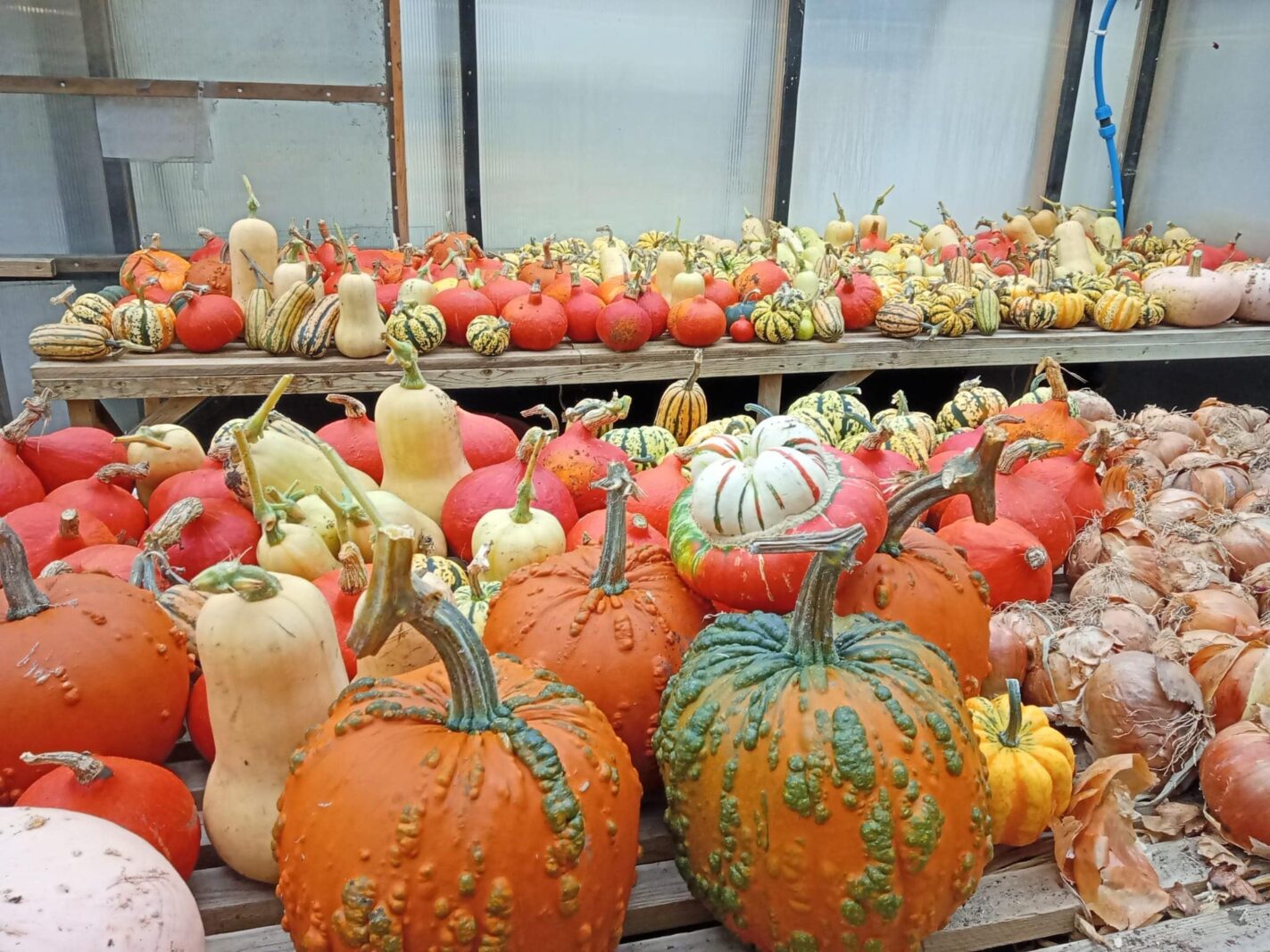 South Farm squash all homegrown at our eco conscious wedding venue in Hertfordshire and Cambrideshire