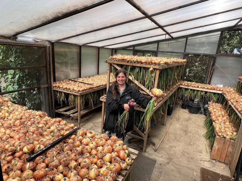 South Farm onions all homegrown at our eco conscious wedding venue in Cambridgeshire