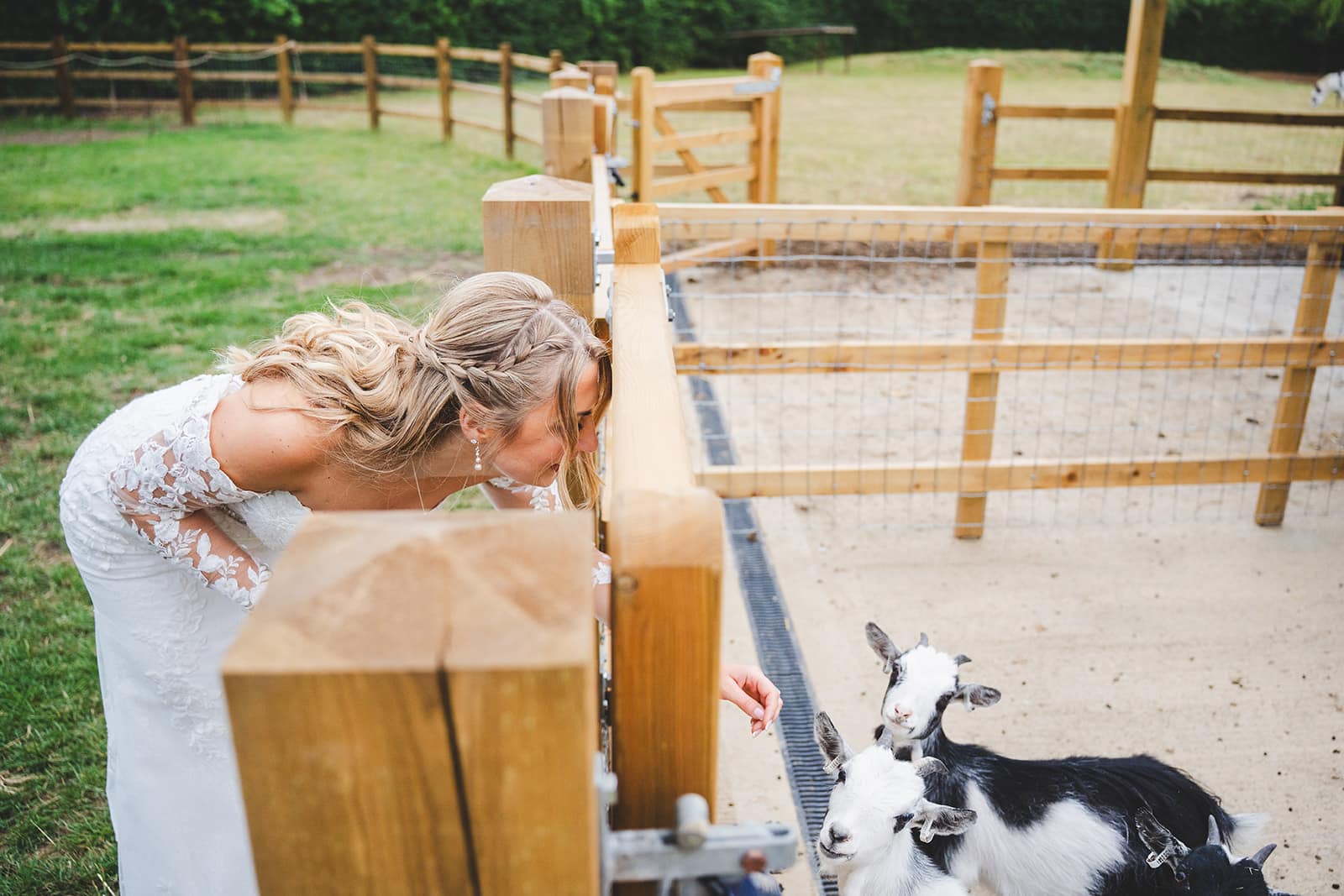 Bride with cheeky goats at South Farm barn wedding venue
