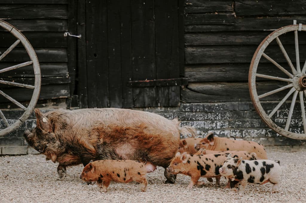 South Farm's adorable pigs in the farmyard at farm style wedding venue in Cambridshire