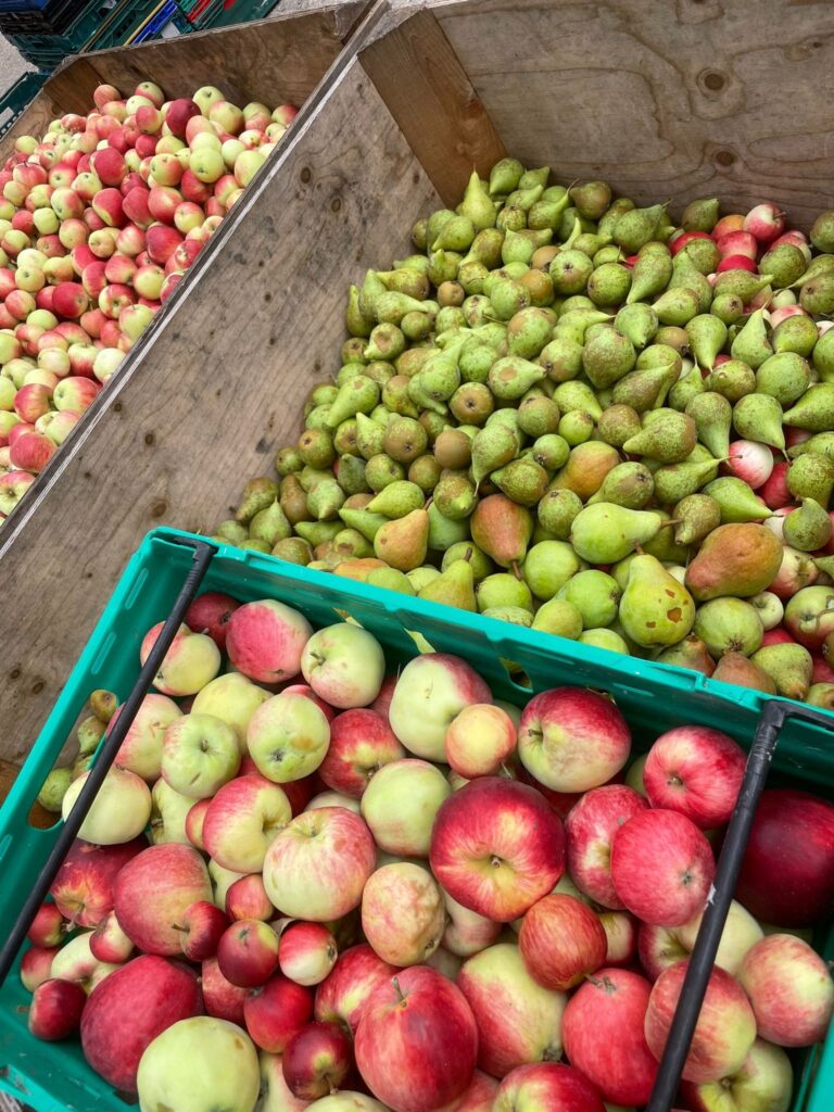 Home-grown apples and pears grown in orchard at South Farm ready to be pressed at local presse ready to be used for weddings at South Farm barn wedding venue