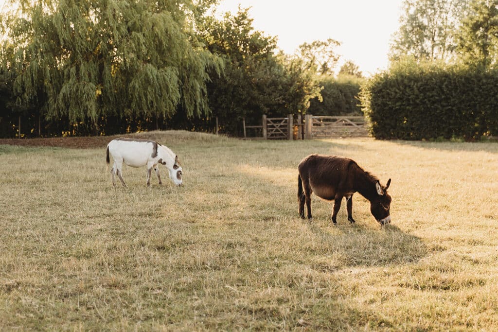 South Farm's miniature donkeys Snowdrop and Bluebell at farm wedding venue in Cambridgshire