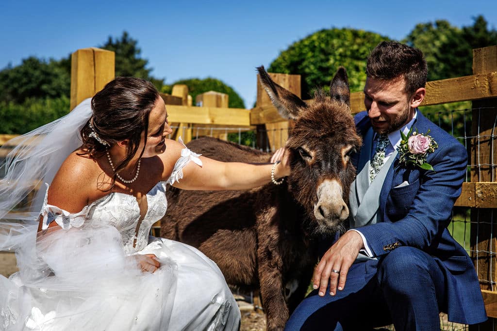 Bride and Groom having giving the donkeys a cuddle at South Farm barn wedding venue in Hertfordshire