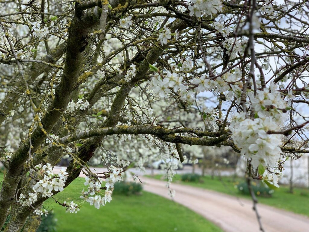 White Spring Blossom at farm wedding venue