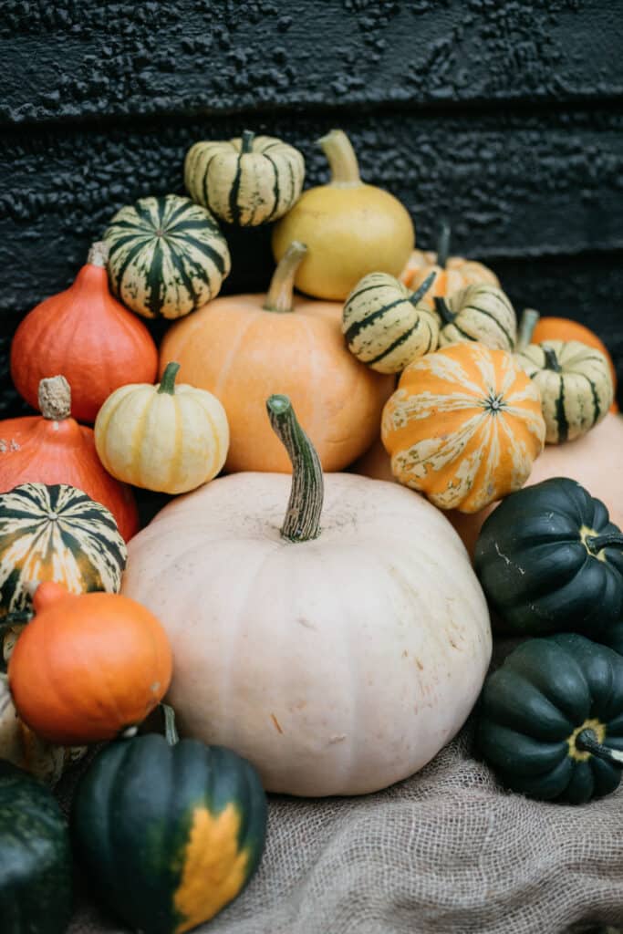 Autumn collection of colourful squashes and pumpkins