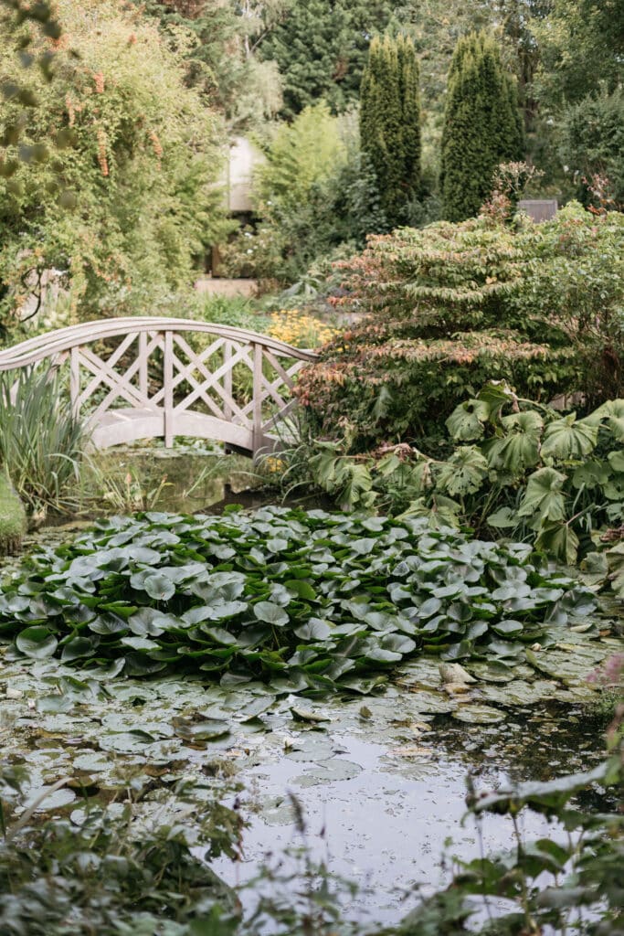 Early Autumn garden bridge over pond with lush green lily pads