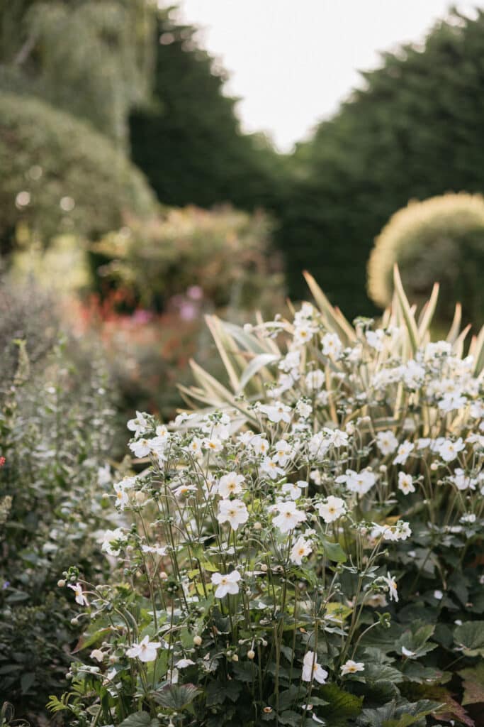 White flowers in bloom on a sunny autumn day