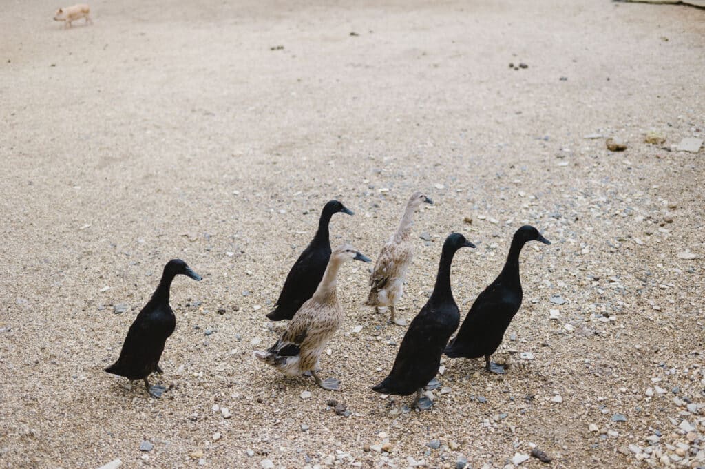 Runner Ducks at farm wedding venue