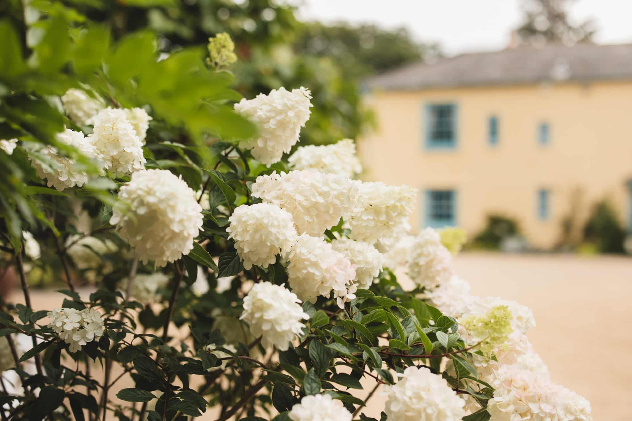 Pretty full white summer blooms in foreground with slightly blurred impact of cream farmhouse wedding venue in backgroup