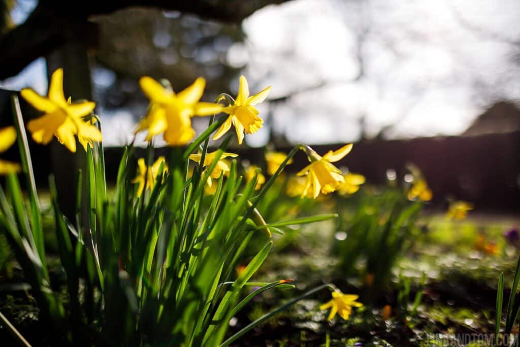 February daffodils in blooom