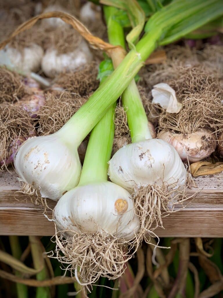Homegrown garlic picked