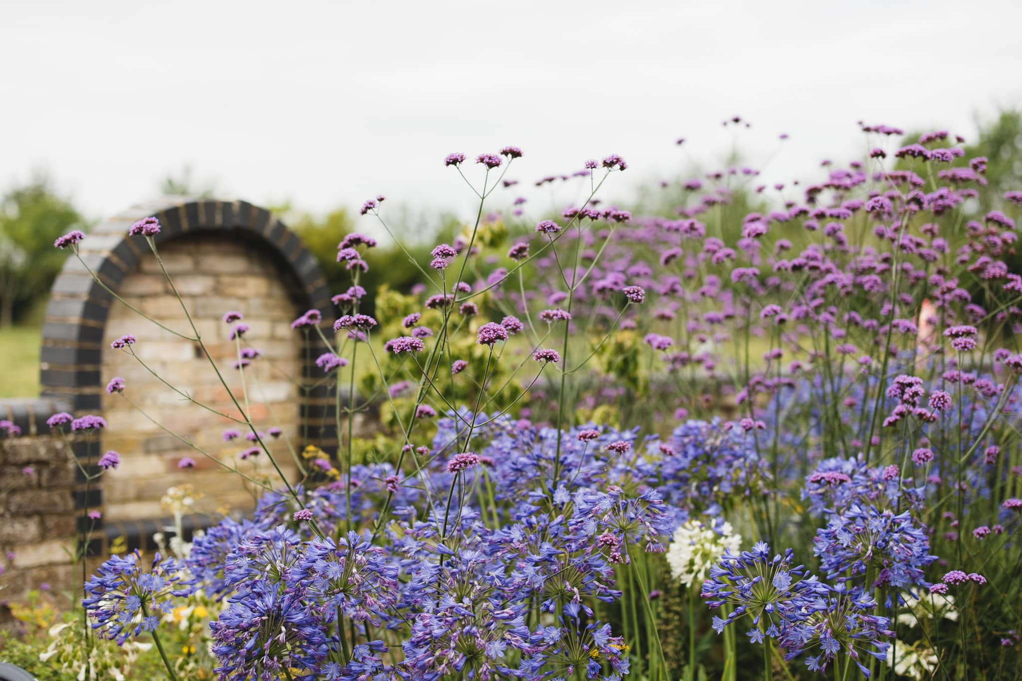 Stunning purple and lilac summer flowers with shaped wall and farm paddocks in backgroup