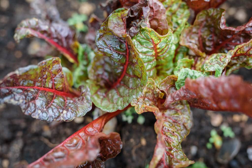 Ruby Chard growing in smallholding at sustainable wedding venue