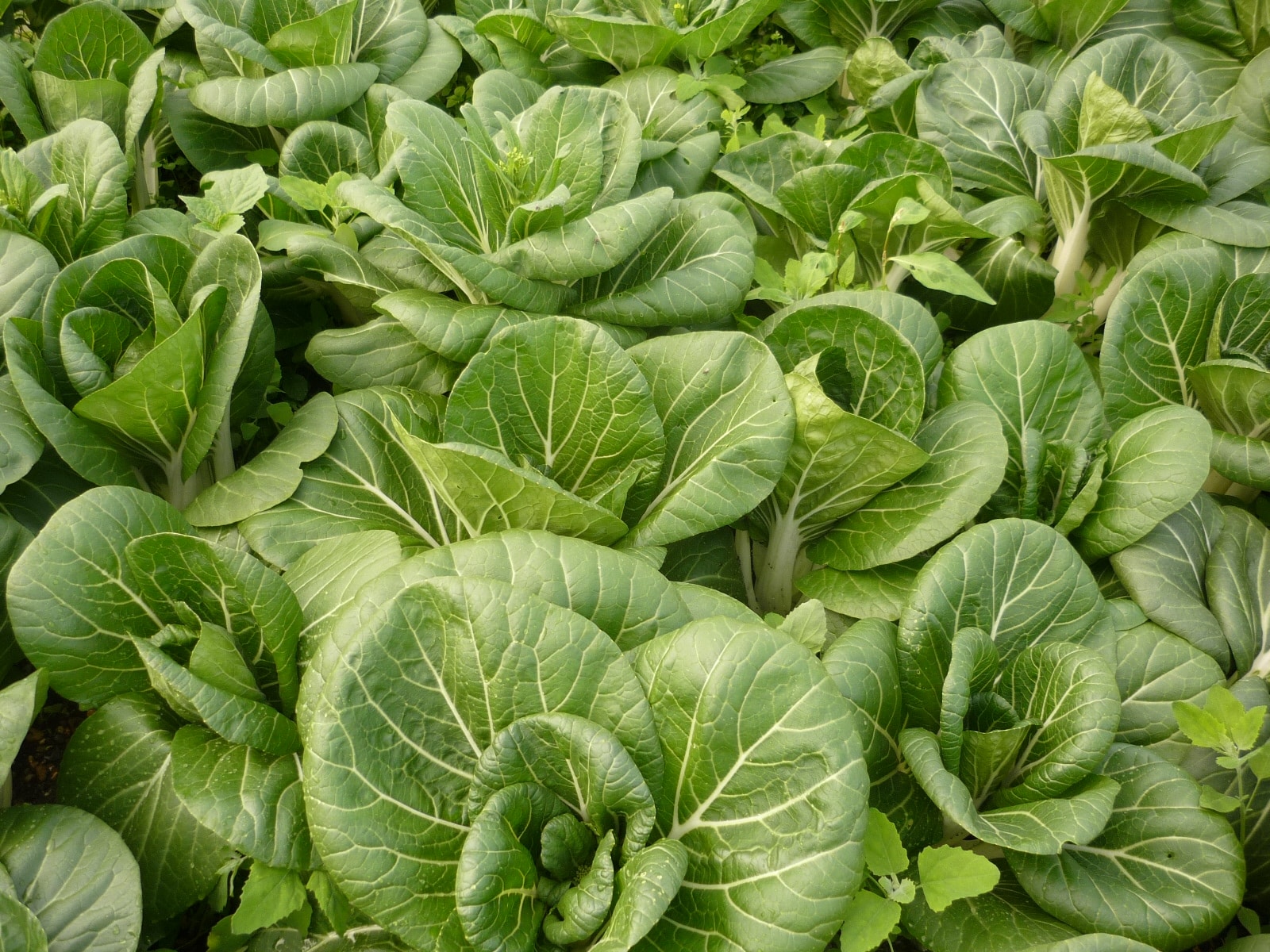 Home grown pak choi at sustainable wedding venue