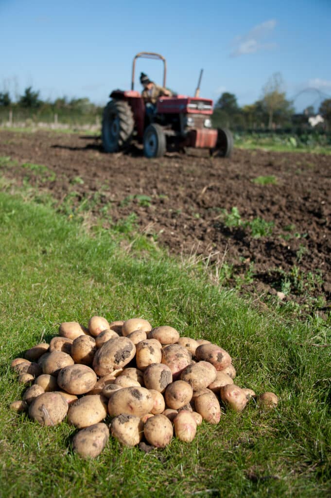 Homegrown potatoes just harvested at sustainable wedding venue