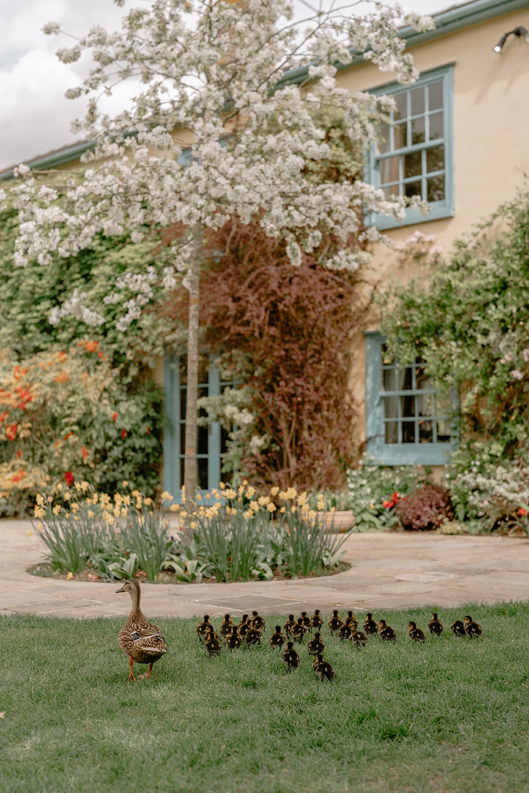 Mother duck with ducklings in grass
