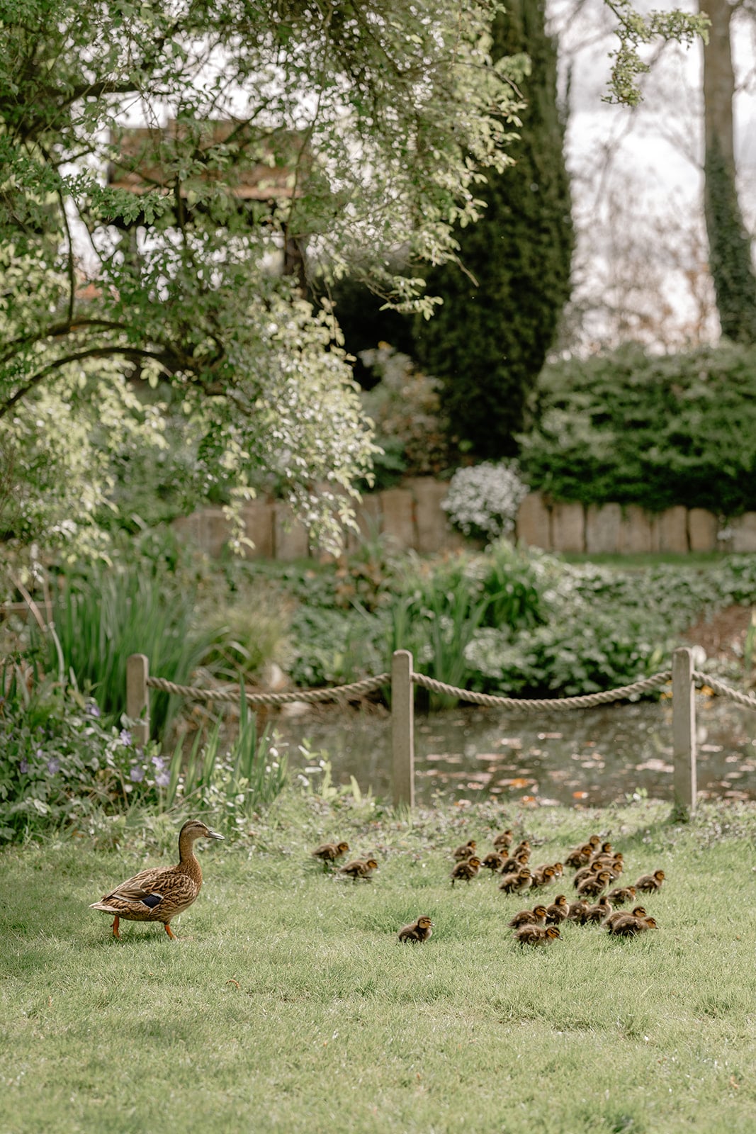 Ducklings walking near a house.