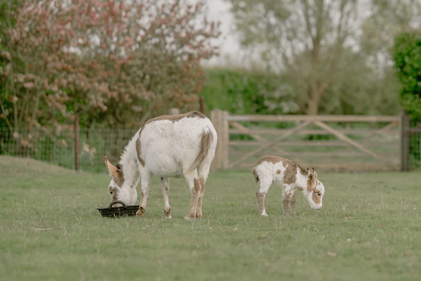 Donkeys grazing in a grassy field.