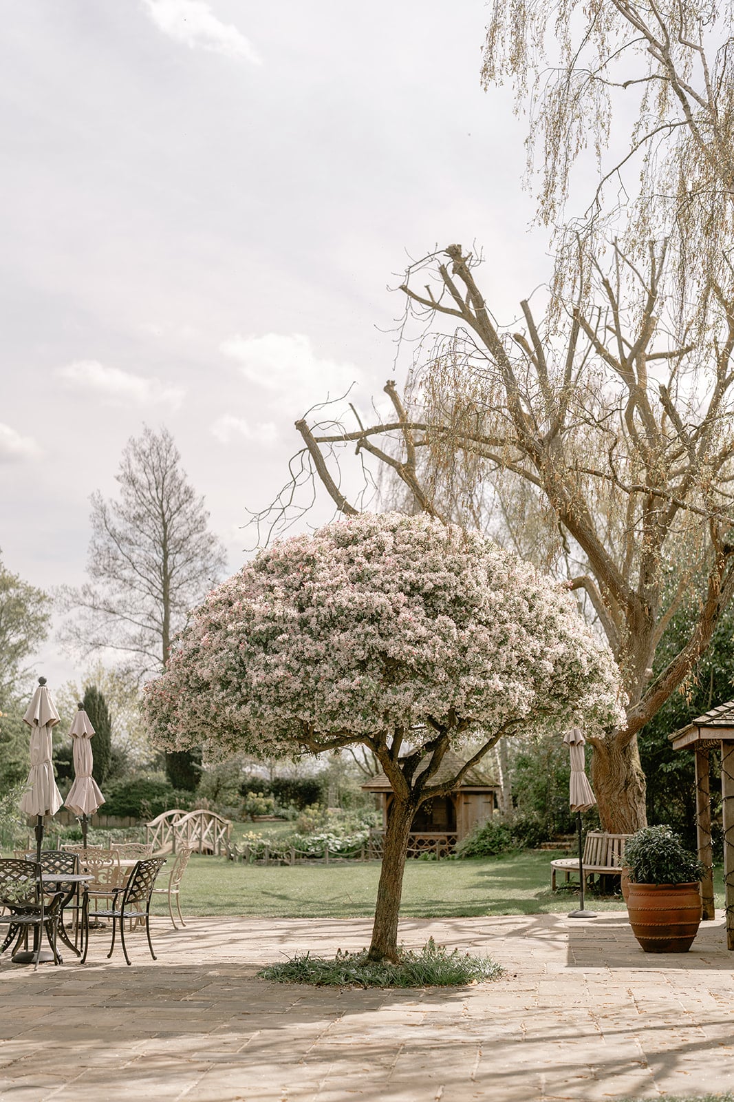 Blooming tree in serene garden setting