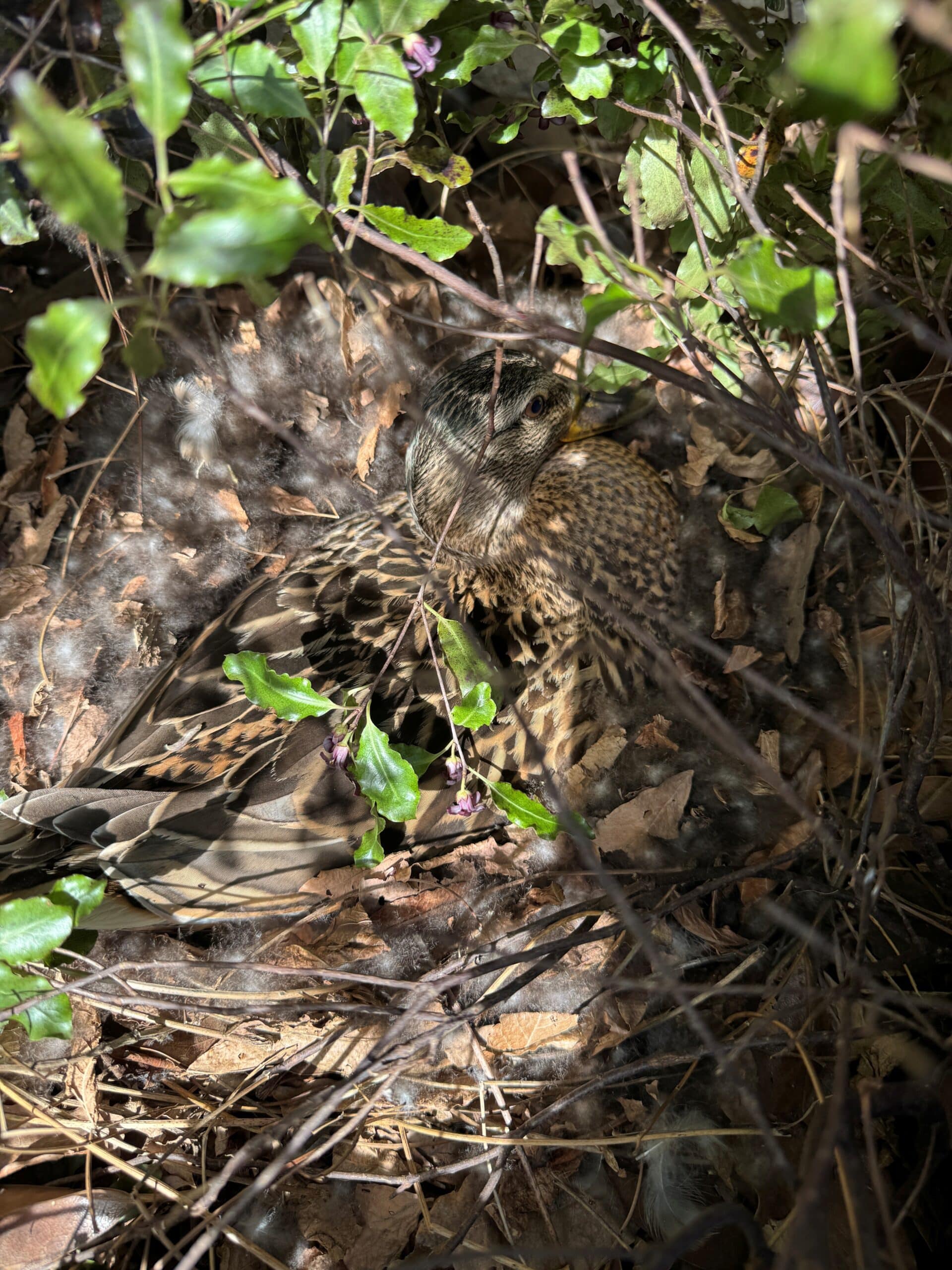 Bird resting among leaves and twigs.