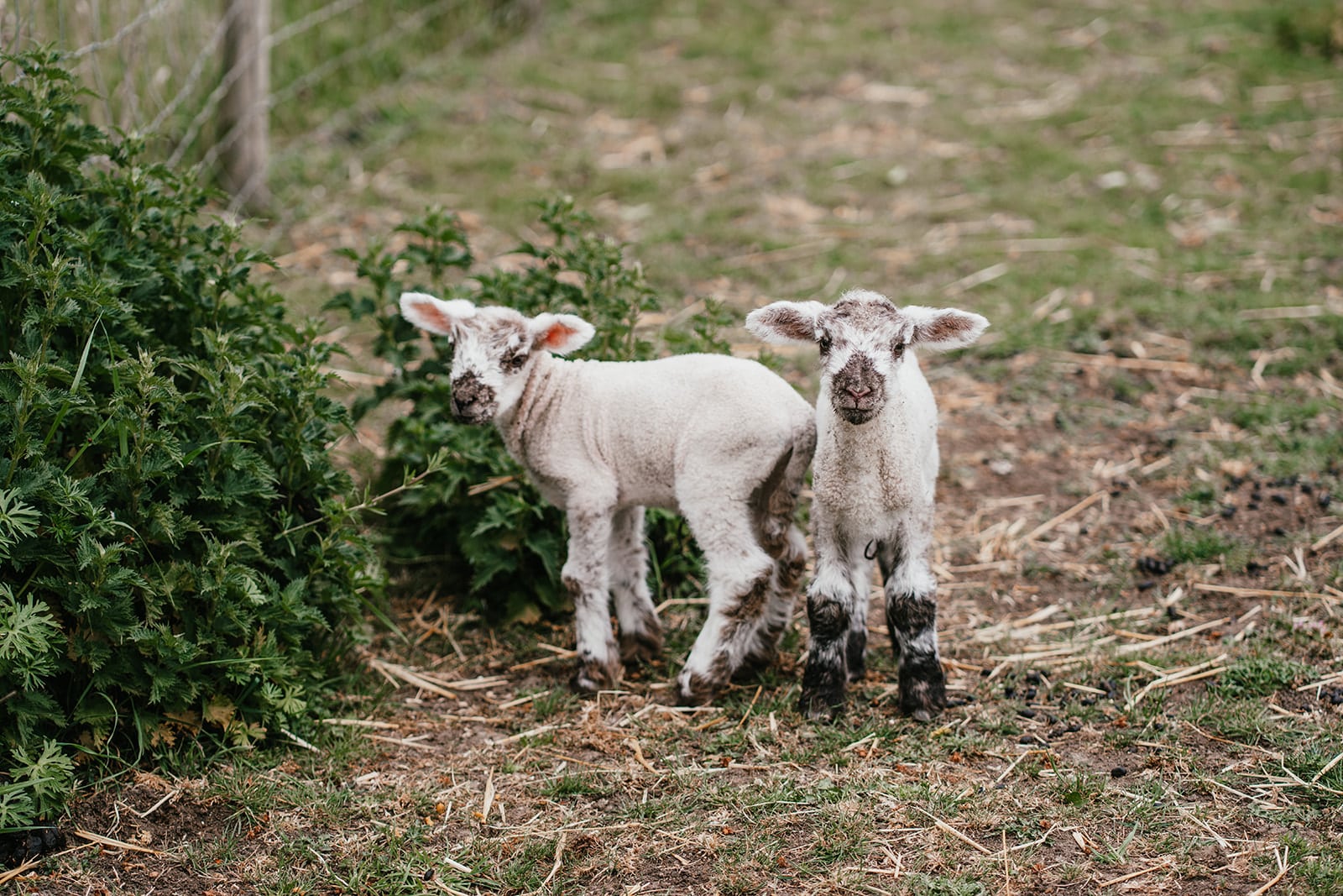 Two playful lambs in a field.