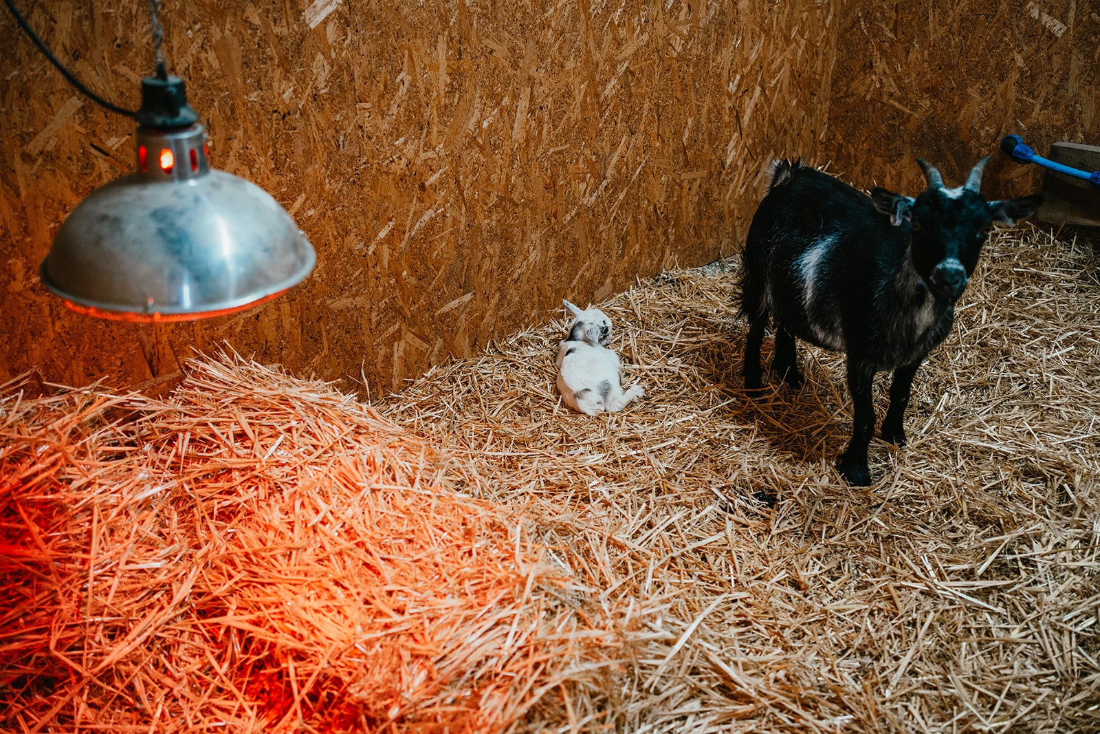 Black goat looking curiously at camera