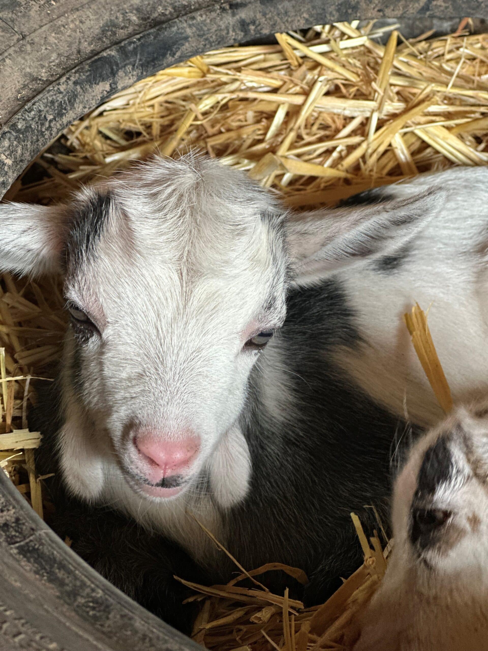Two goats resting in a tire