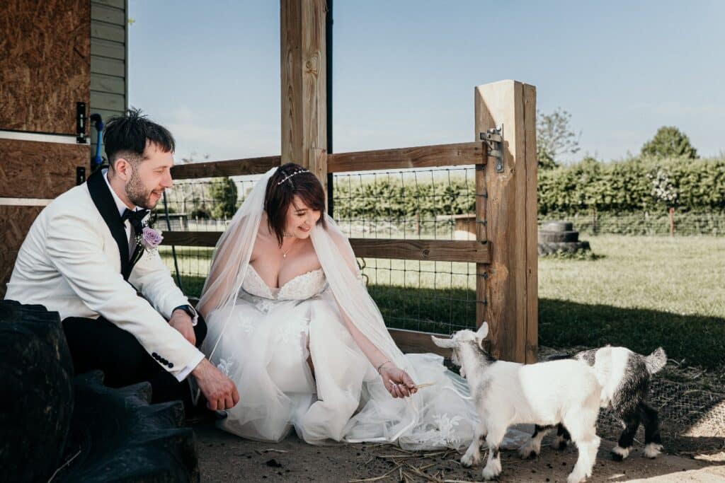 Bride and groom have photos with goats at farm wedding venue