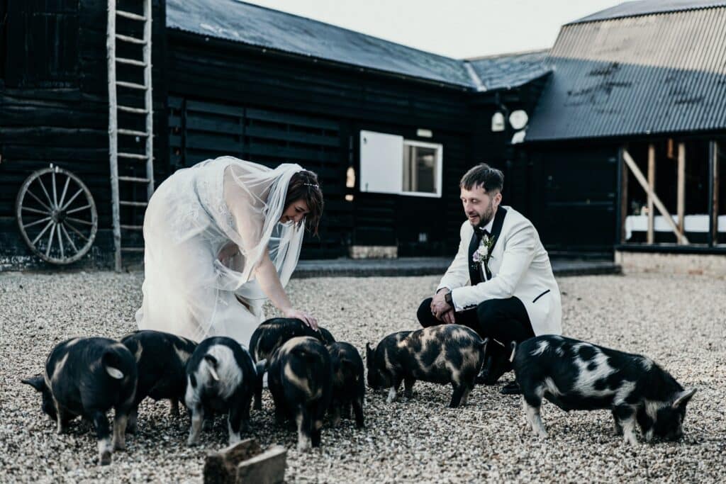 Bride and groom have photos with piglets in the barnyard of farm wedding venue