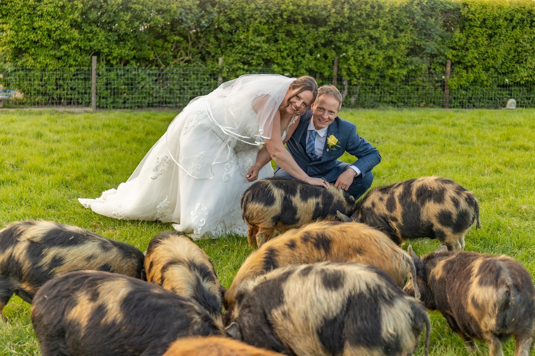 Bride and Groom at far wedding venue having wedding day pictures with the piglets
